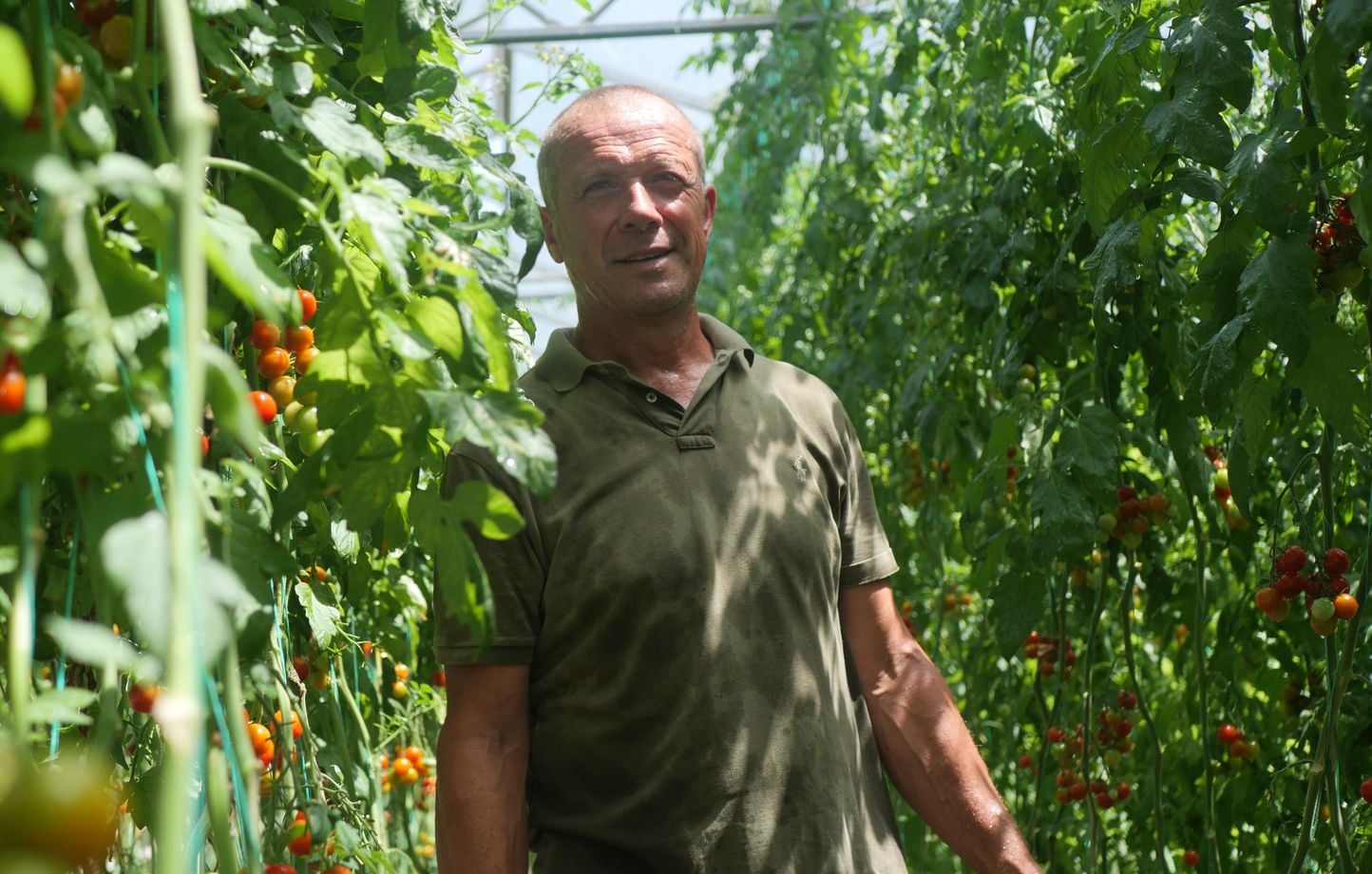 “54 grados en el invernadero, nunca había visto eso”… Las verduras de este horticultor bretón están demasiado calientes “54 grados en el invernadero, nunca había visto eso”… Las verduras de este horticultor bretón están demasiado calientes